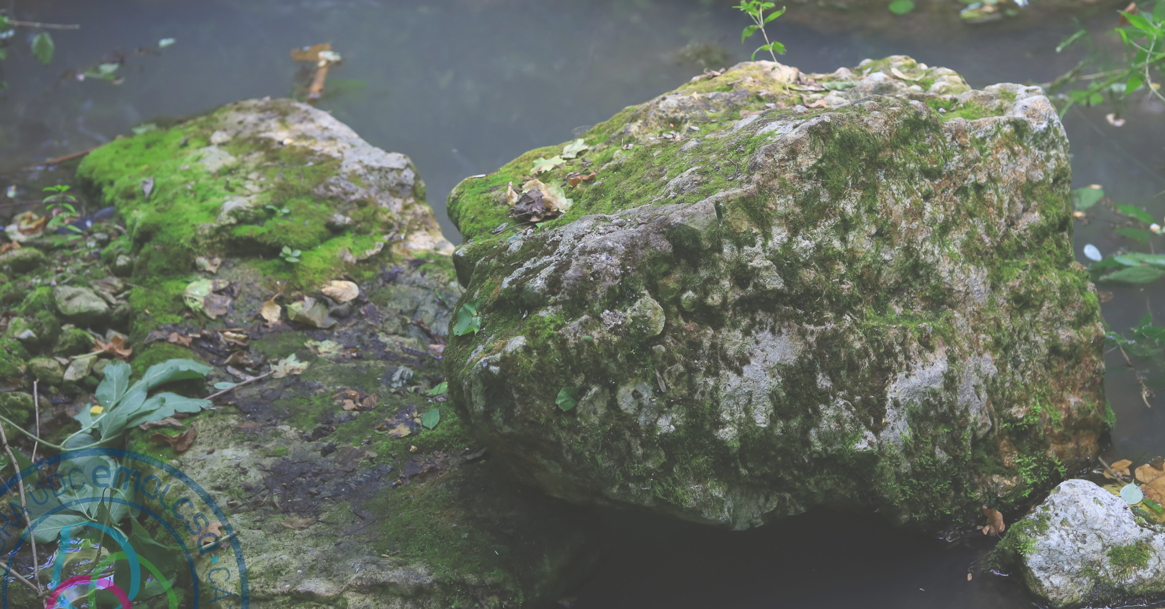 Briofitos cuenca río Mero